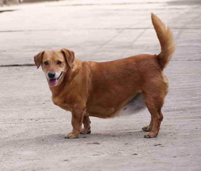1128_shaba.jpg