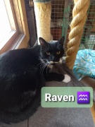 raven_a.jpg