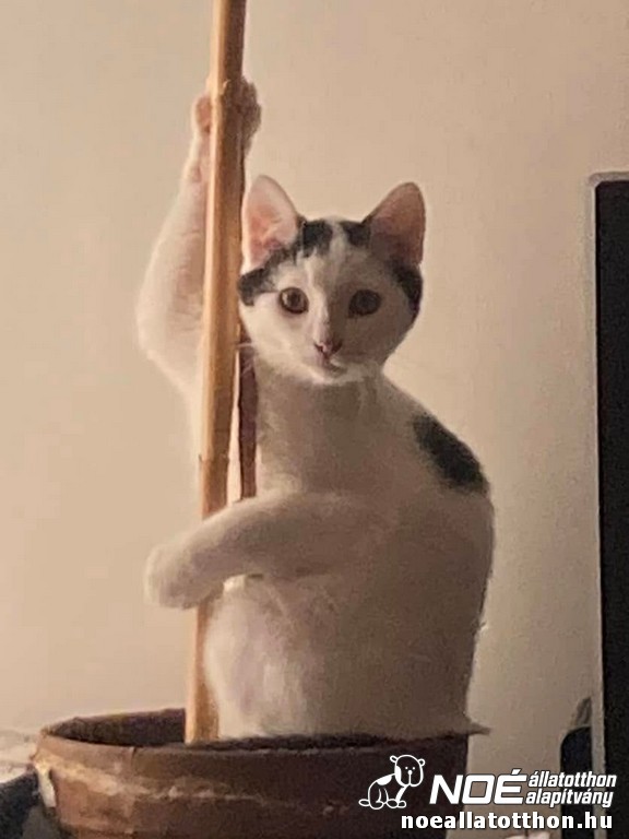 onyx_pepe5_2.jpg
