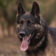 Ajax