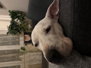 boldogsg_2.jpg