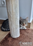 Elliot