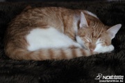 img_2152.jpg
