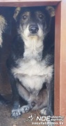 lemur2.jpg