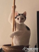 onyx_pepe5_2.jpg