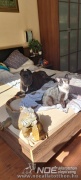 pillow_4.jpg