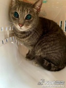 Pufi