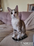 Sybil