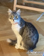 Tapsi