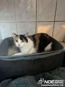 Triola