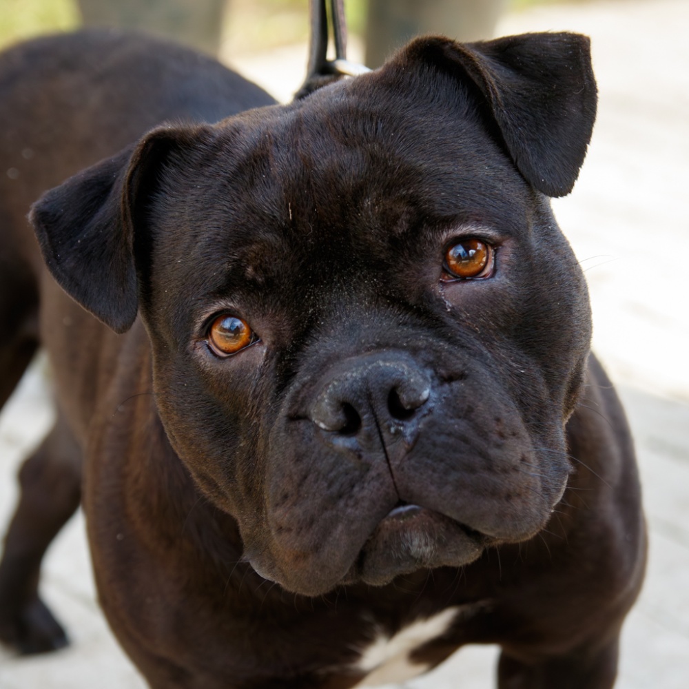 Ripley - EREDETI GAZD�J�T KERESS�K