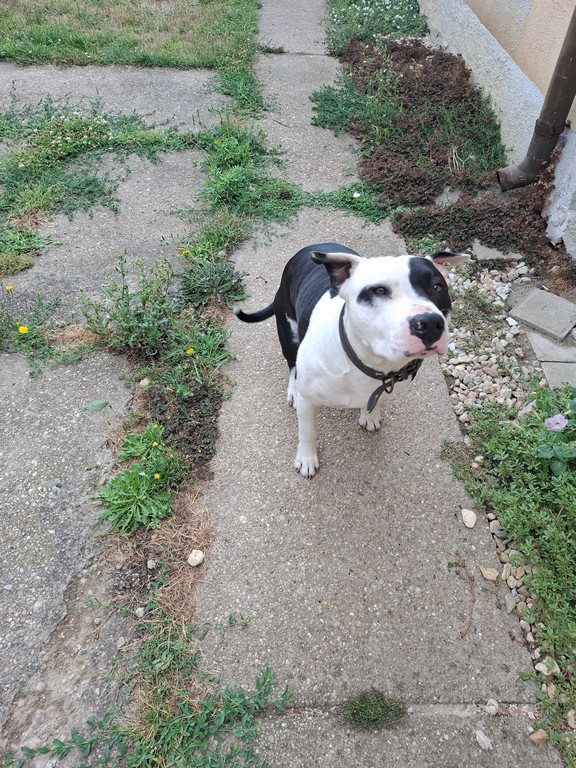 amstaff_2.jpg