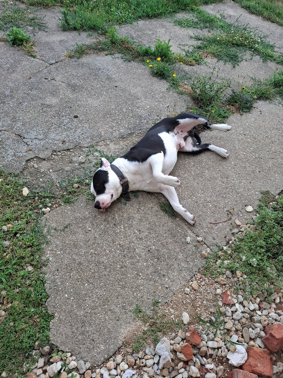 amstaff_3.jpg