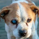 Erd�s Bobi - Eredeti gazd�j�t keress�k 