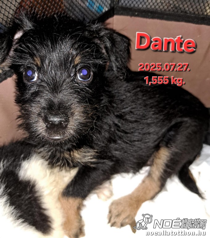 dante1.jpg