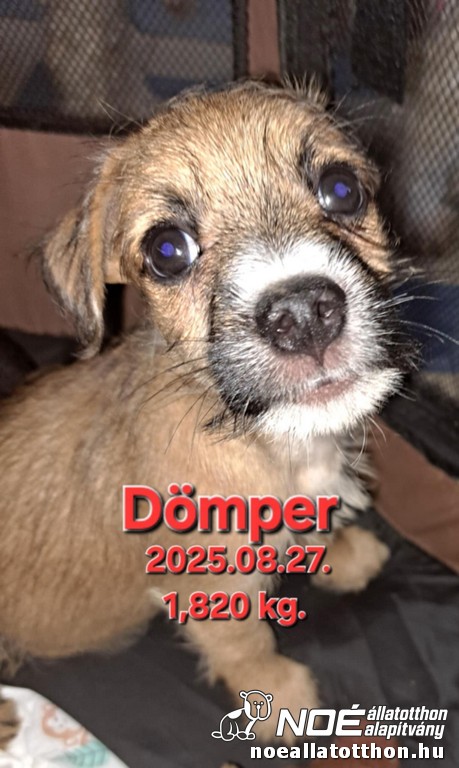 domper1.jpg