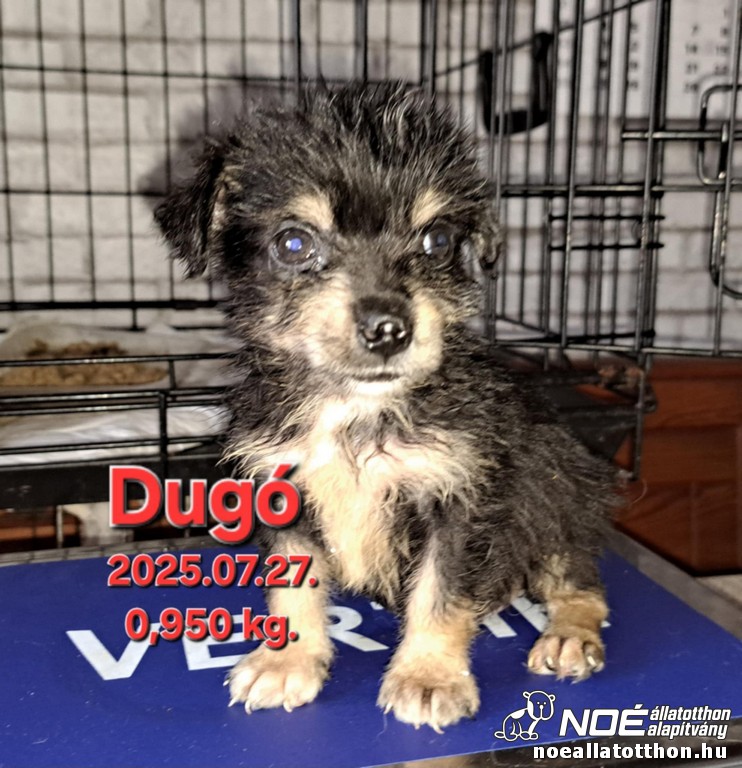 dugo1.jpg