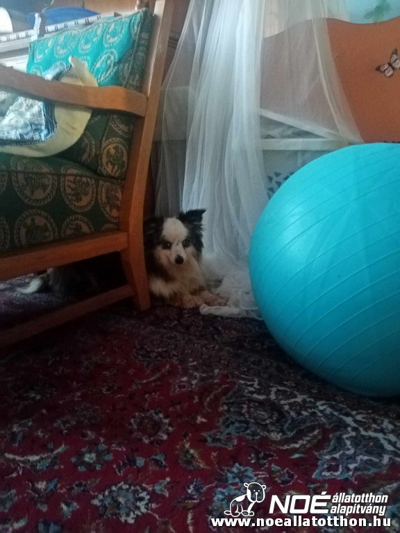 gazdas_szaturnusz.jpg