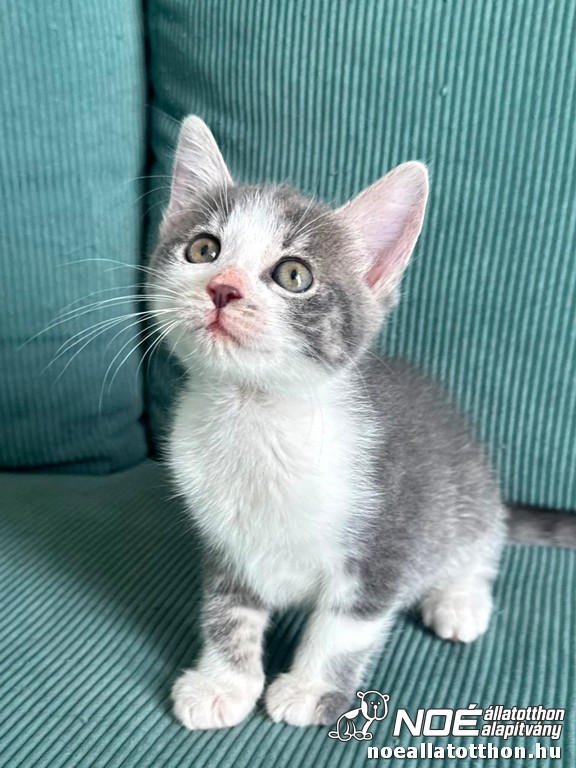 nala4.jpg
