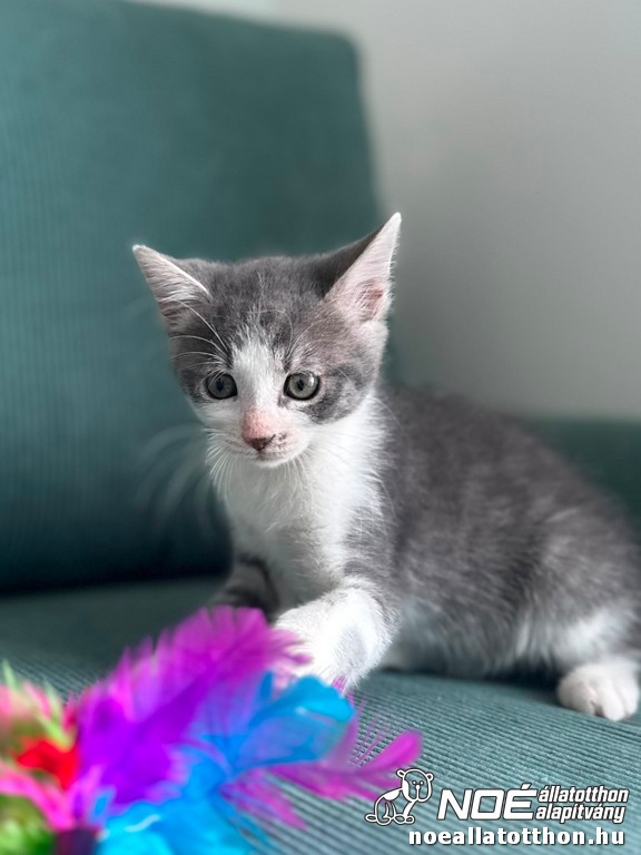nala5.jpg