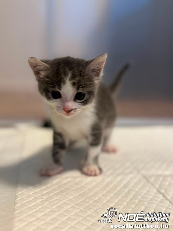 nala6.jpg