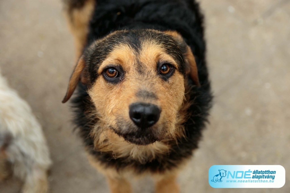 rbrigd_ott_1.jfif