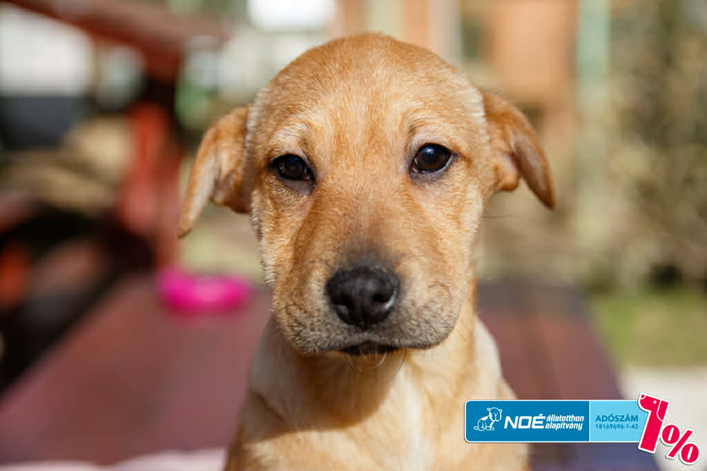 salgo_sityak_11.jfif