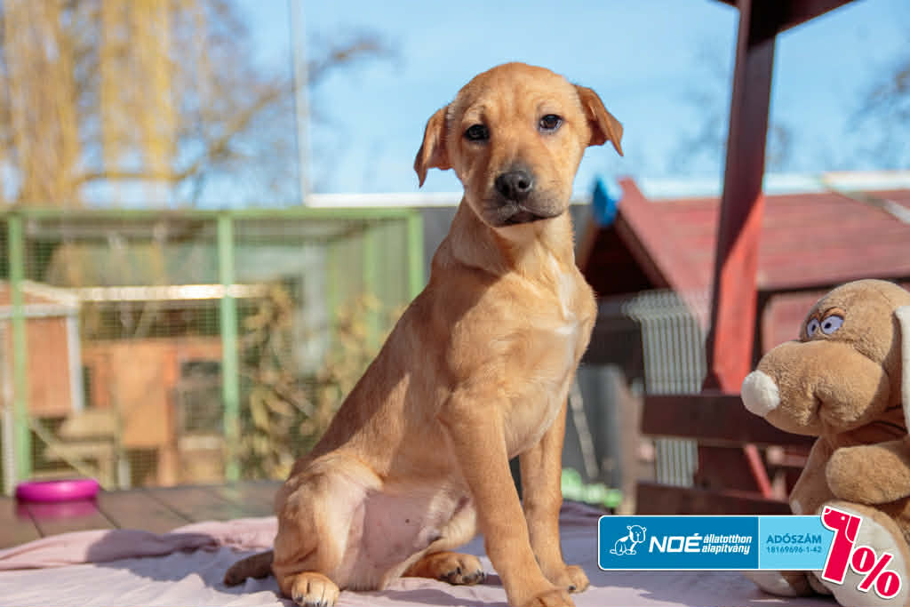 salgo_sityak_12.jfif