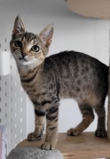 1b30d93673084daa9dcf209.jfif