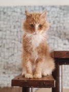 Pompom Jojo