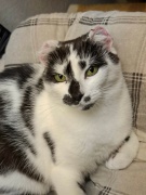 Oreo