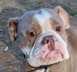 Karcagi Maiev (23/2025)