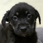 �fonya (4/SZ/2026)