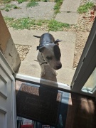 amstaff.jpg