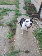 amstaff_2.jpg