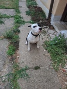 amstaff_4.jpg