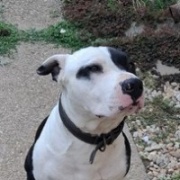 amstaff_mappa.jpg
