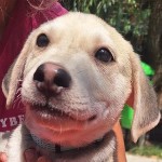 Dis Bejgli