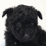 Hetyi B�bita (63/SZ/2025)