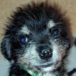 Cumi Dug