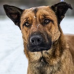 Heves Galagonya (54/SZ/2025)