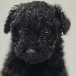 Hetyi Guba (64/SZ/2025)