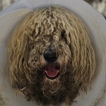 Heidi