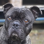 Joker - eredeti gazd�j�t keress�k!