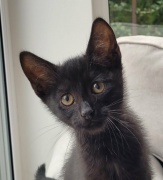 Milo