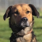 Heves Moha (55/SZ/2025)