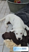 nala.jpg