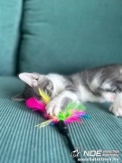 nala2.jpg