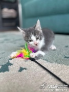nala3.jpg