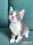Nala